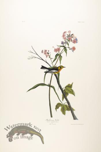 Blackburnian Warbler